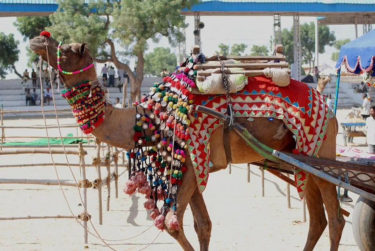 Pushkar Camel Fair